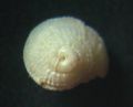 Solatisonax&nbsp;alleryi